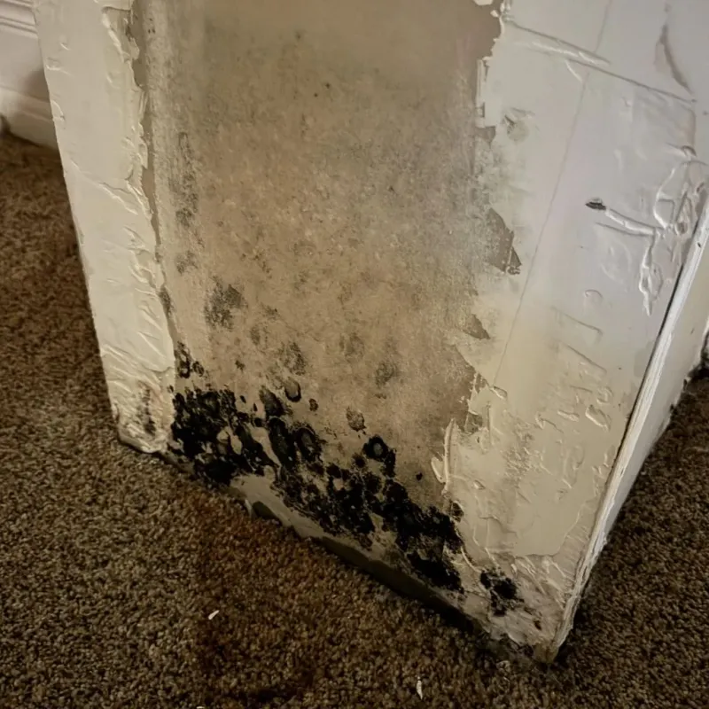 Professional Mold Removal in Jackson, GA